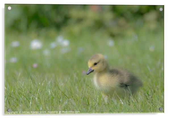 Gosling in the grass Acrylic by Adrian Rowley
