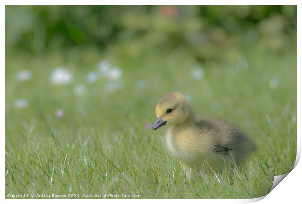 Gosling in the grass Print by Adrian Rowley