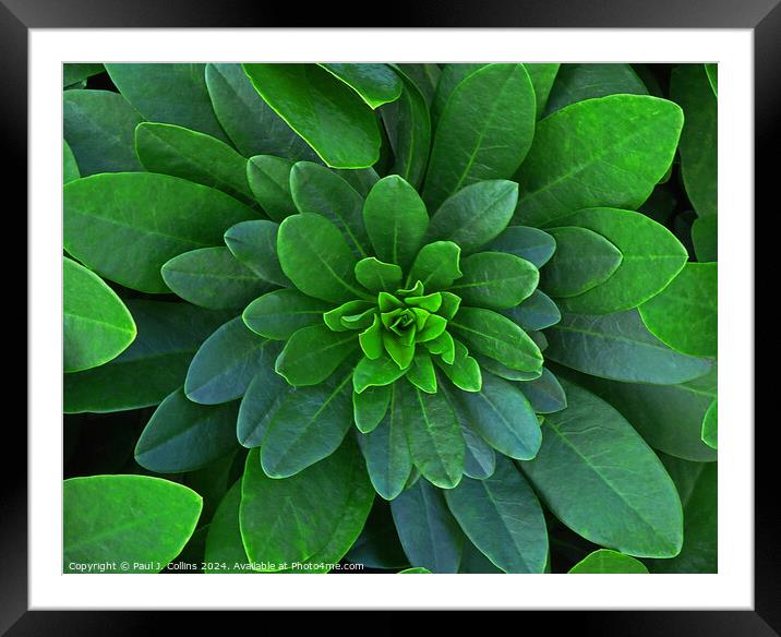 Symmetry in Green Framed Mounted Print by Paul J. Collins