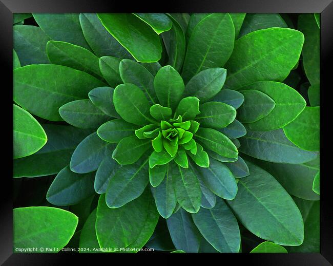 Symmetry in Green Framed Print by Paul J. Collins