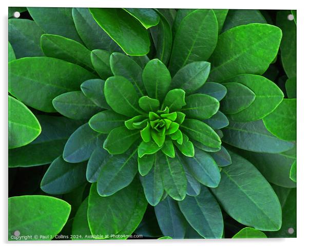 Symmetry in Green Acrylic by Paul J. Collins