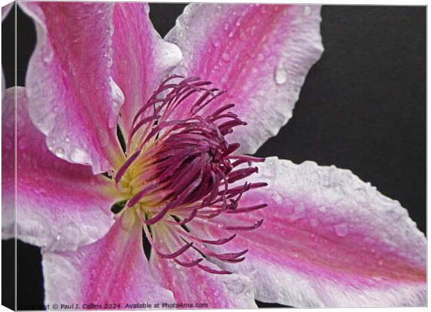 Clematis 'Nelly Moser' Canvas Print by Paul J. Collins
