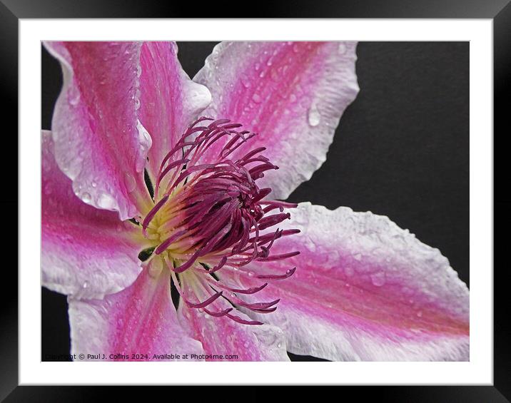 Clematis 'Nelly Moser' Framed Mounted Print by Paul J. Collins