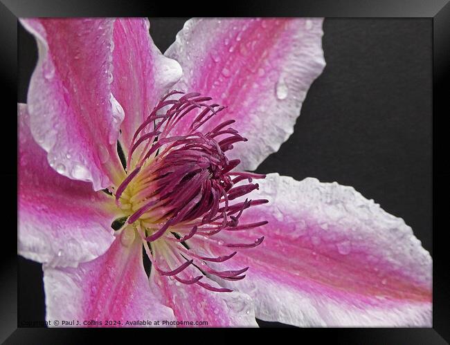 Clematis 'Nelly Moser' Framed Print by Paul J. Collins