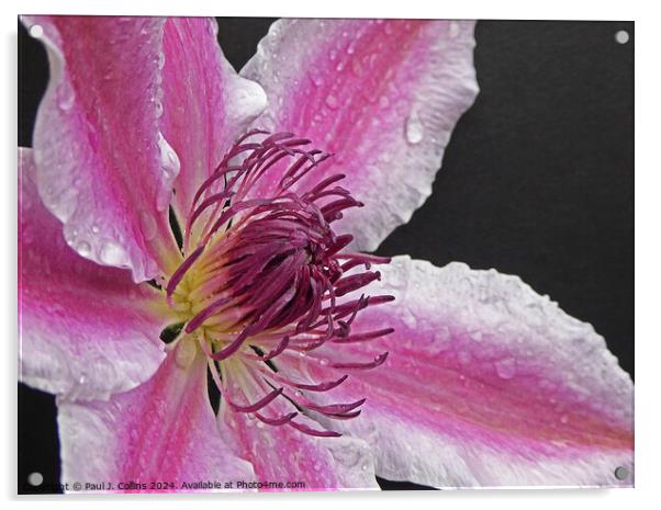 Clematis 'Nelly Moser' Acrylic by Paul J. Collins