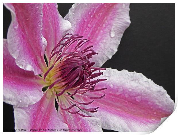 Clematis 'Nelly Moser' Print by Paul J. Collins