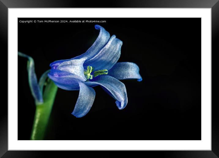 Bluebell  Macro Framed Mounted Print by Tom McPherson