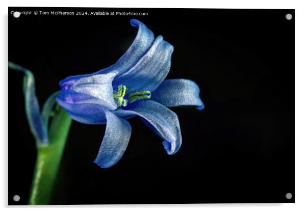 Bluebell  Macro Acrylic by Tom McPherson