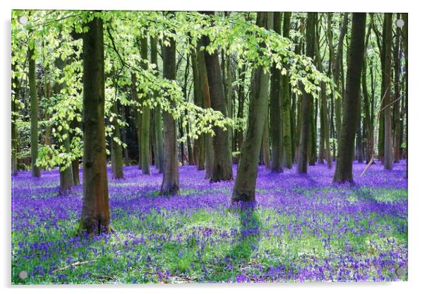 Cotswold Bluebell Wood Acrylic by Susan Snow