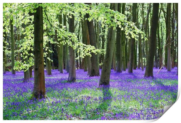 Cotswold Bluebell Wood Print by Susan Snow