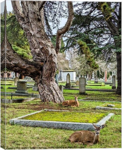 Deer in old cemetery  Canvas Print by Robert Galvin-Oliphant