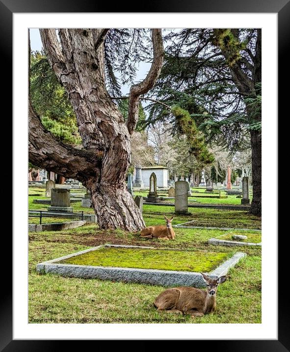 Deer in old cemetery  Framed Mounted Print by Robert Galvin-Oliphant