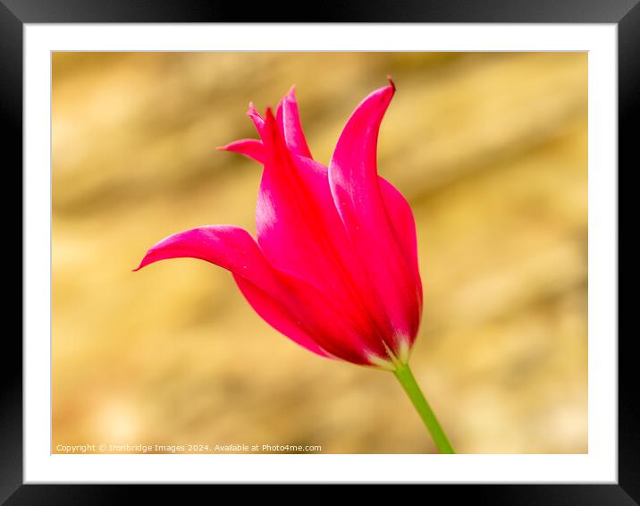 Red tulip Framed Mounted Print by Ironbridge Images