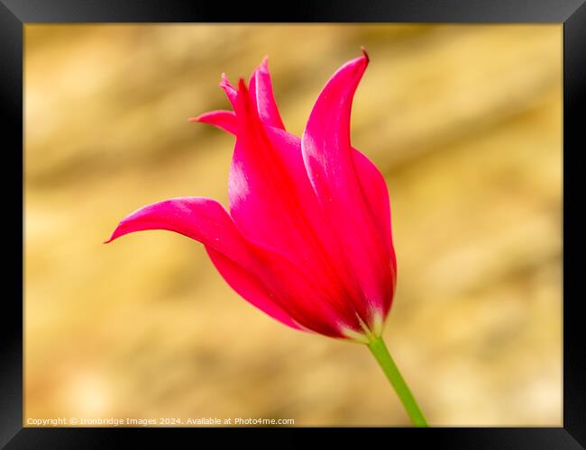 Red tulip Framed Print by Ironbridge Images