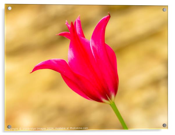 Red tulip Acrylic by Ironbridge Images