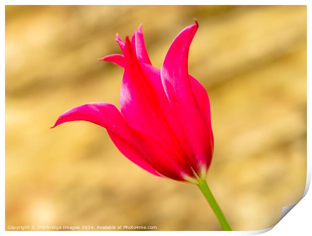 Red tulip Print by Ironbridge Images