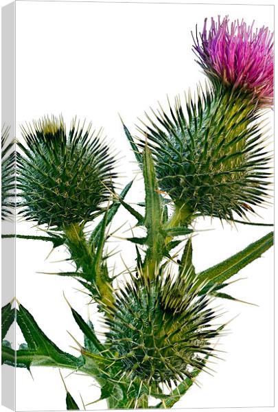 Thistle Canvas Print by Kevin Tate