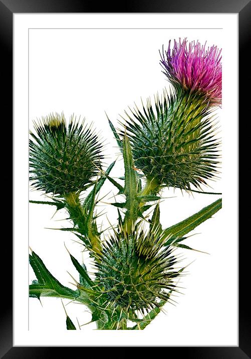Thistle Framed Mounted Print by Kevin Tate