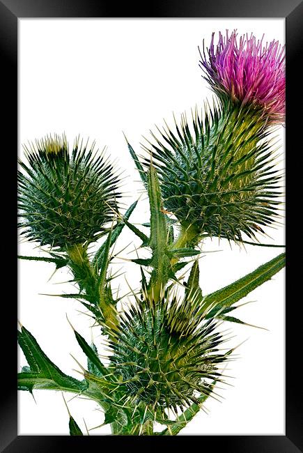 Thistle Framed Print by Kevin Tate
