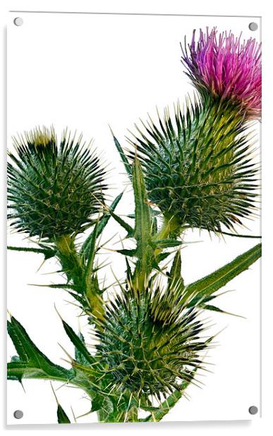 Thistle Acrylic by Kevin Tate