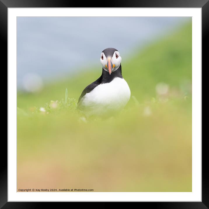 Puffin Framed Mounted Print by Kay Roxby