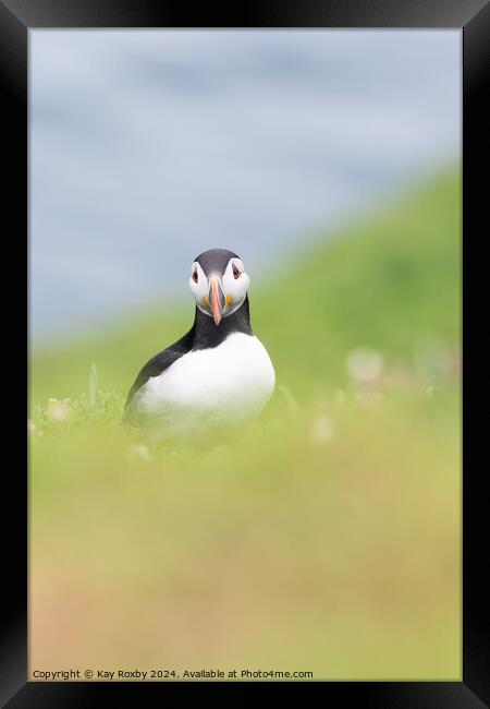 Puffin  Framed Print by Kay Roxby