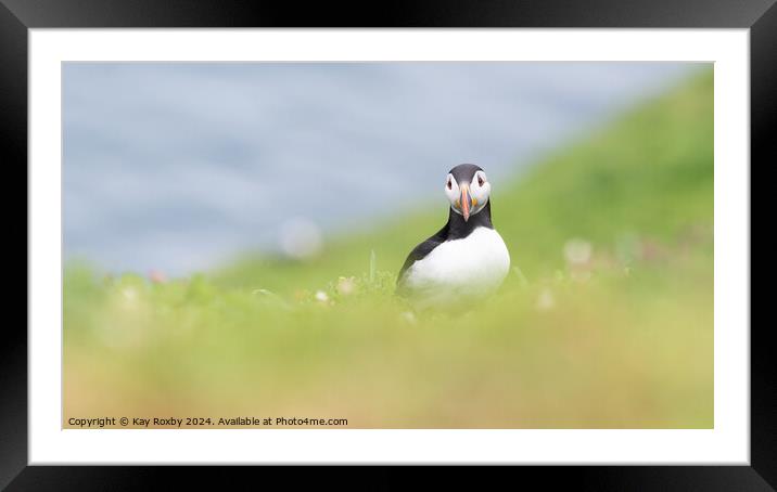 Puffin  Framed Mounted Print by Kay Roxby