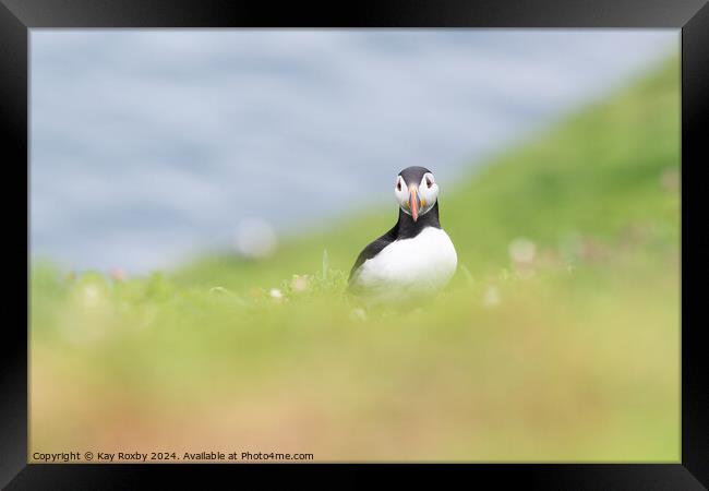 Puffin Framed Print by Kay Roxby