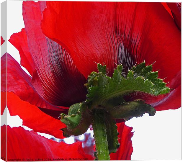 Poppy Abstract Canvas Print by Paul J. Collins