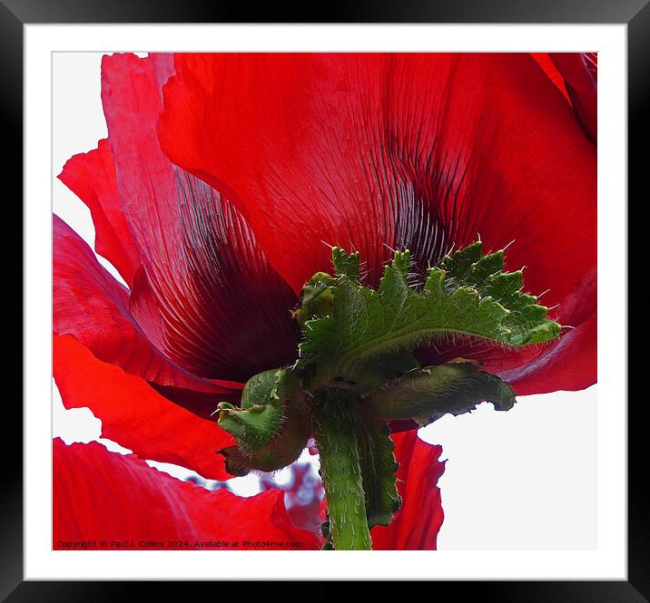 Poppy Abstract Framed Mounted Print by Paul J. Collins