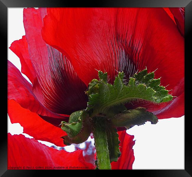 Poppy Abstract Framed Print by Paul J. Collins