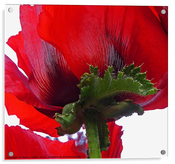 Poppy Abstract Acrylic by Paul J. Collins
