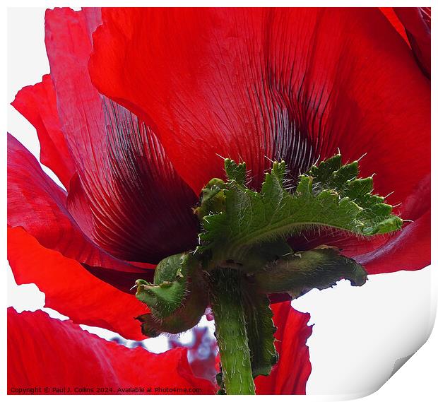 Poppy Abstract Print by Paul J. Collins