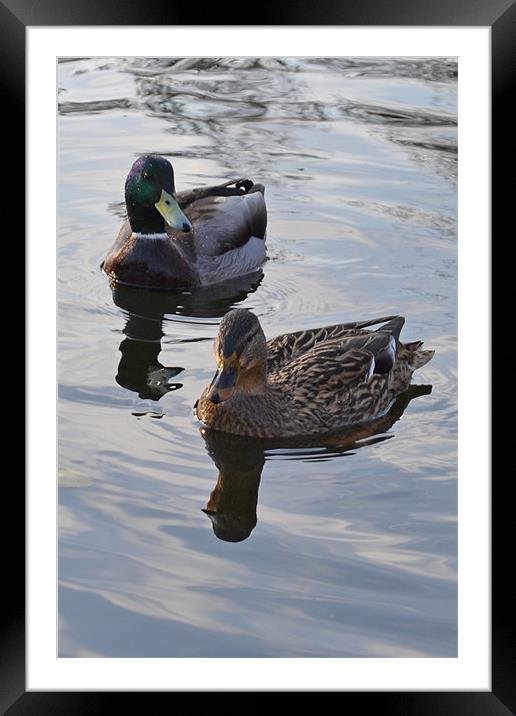 Swimming Ducks Framed Mounted Print by Jennifer Mckeown