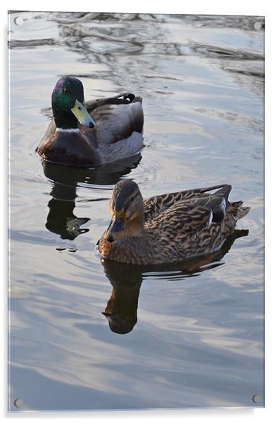 Swimming Ducks Acrylic by Jennifer Mckeown