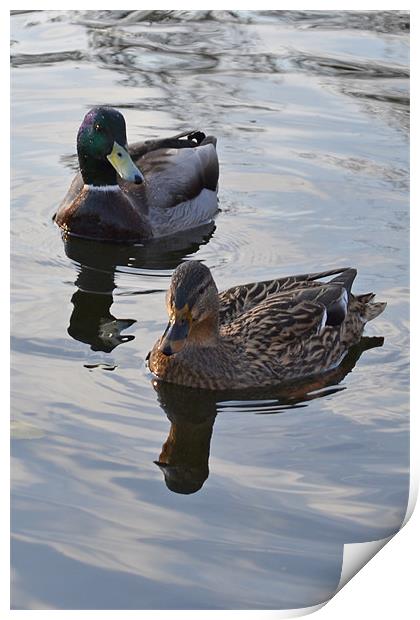 Swimming Ducks Print by Jennifer Mckeown