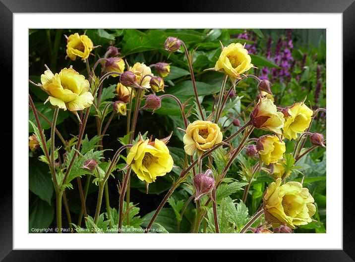 Geum 'Tempo Yellow' Framed Mounted Print by Paul J. Collins