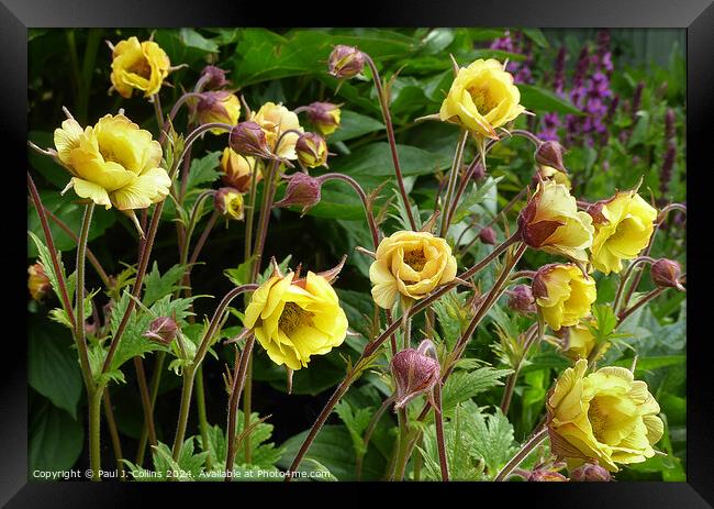 Geum 'Tempo Yellow' Framed Print by Paul J. Collins