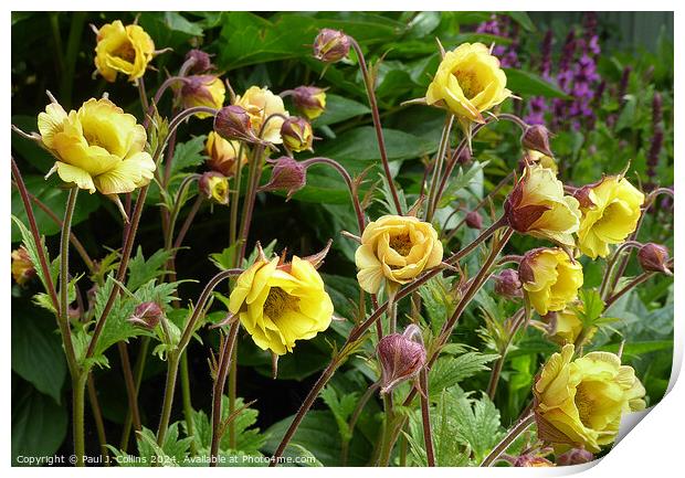 Geum 'Tempo Yellow' Print by Paul J. Collins