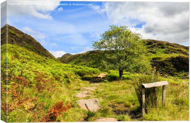 A Country Walk up Cwm Bychan in Snowdonia Canvas Print by Pearl Bucknall