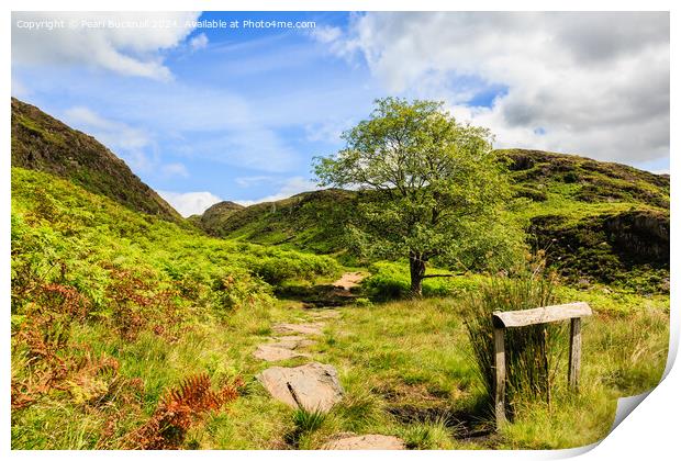A Country Walk up Cwm Bychan in Snowdonia Print by Pearl Bucknall