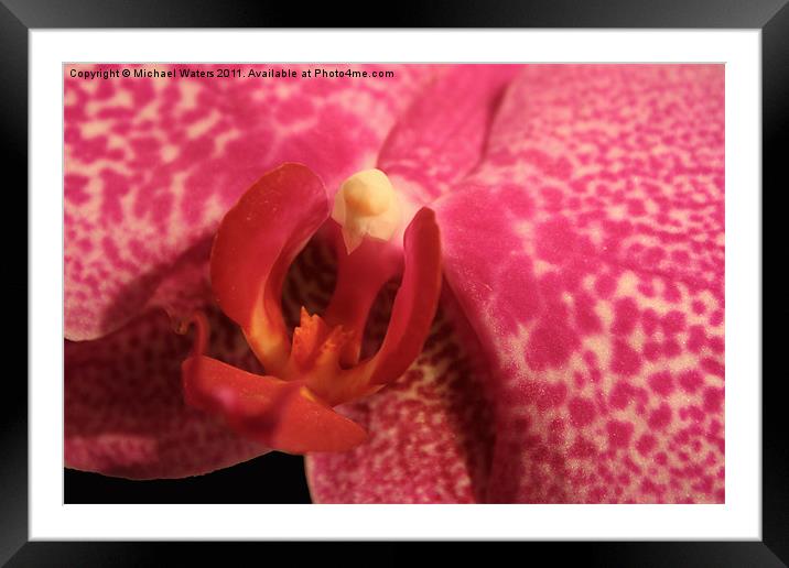 Purple Orchid Heart Framed Mounted Print by Michael Waters Photography