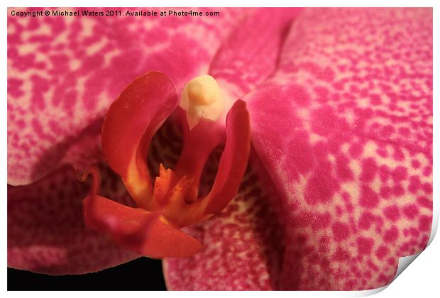 Purple Orchid Heart Print by Michael Waters Photography