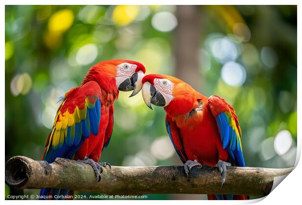 Two scarlet macaws are facing each other on a branch in a vibrant display of colors. Print by Joaquin Corbalan