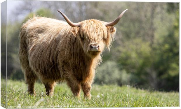 A blonde hairy coo Canvas Print by Steven Vacher