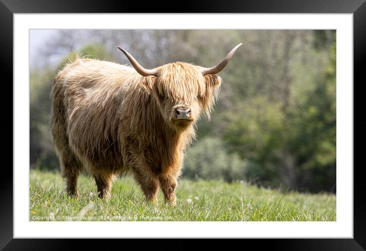 A blonde hairy coo Framed Mounted Print by Steven Vacher