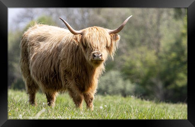A blonde hairy coo Framed Print by Steven Vacher