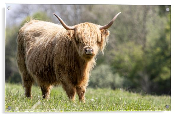 A blonde hairy coo Acrylic by Steven Vacher