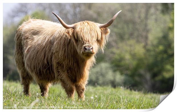 A blonde hairy coo Print by Steven Vacher