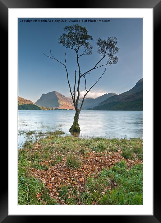 Silver Birch On Buttermere. Framed Mounted Print by Martin Appleby